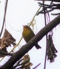 Cardellina pusilla