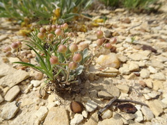 Physaria ovalifolia