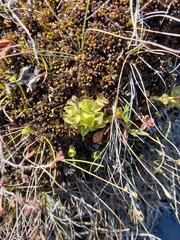 Pinguicula spathulata