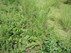 Penstemon campanulatus