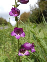 Penstemon campanulatus