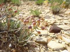 Physaria ovalifolia