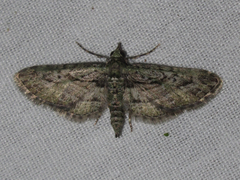 Eupithecia longidens