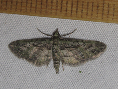 Eupithecia longidens