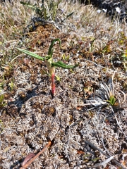 Koenigia tripterocarpa