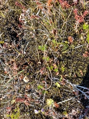 Sieversia pusilla
