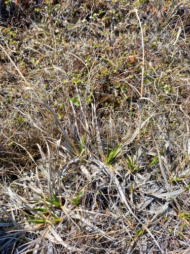 Scirpus maximowiczii iNat (1)