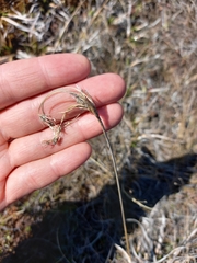 Scirpus maximowiczii