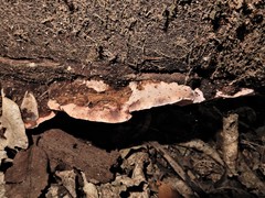 Abundisporus
