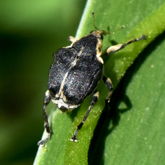 Mononychus vulpeculus