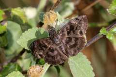 Ebrietas anacreon anacreon