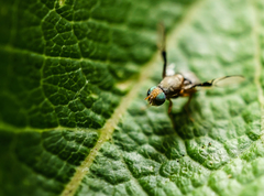 Anomoia purmunda