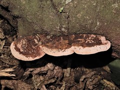 Abundisporus