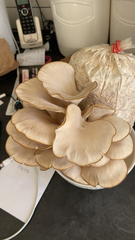 Pleurotus columbinus