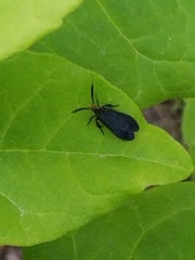 Acoloithus falsarius