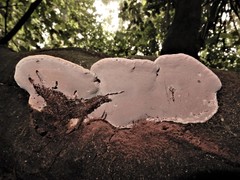 Abundisporus