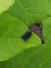 Acoloithus falsarius