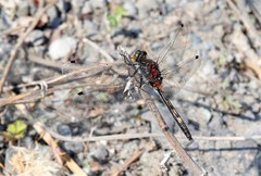 Leucorrhinia intermedia