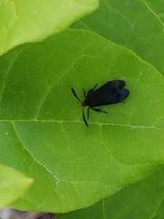 Acoloithus falsarius