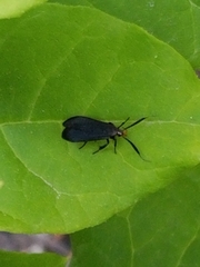 Acoloithus falsarius