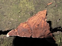 Abundisporus
