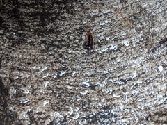 Euborellia annulipes