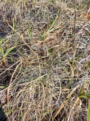 Carex rotundata