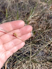 Carex rotundata