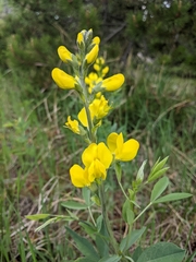 Thermopsis divaricarpa