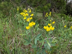 Thermopsis divaricarpa