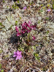 Pedicularis ochotensis