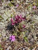 Pedicularis ochotensis - Photo (c) elena_andriyanova, some rights reserved (CC BY-NC), uploaded by elena_andriyanova