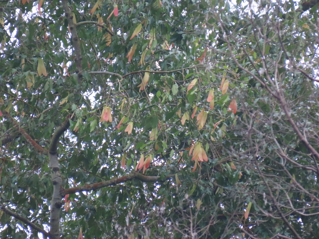 Dipterocarpus condorensis (Dipterocarpus condorensis)