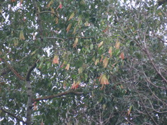 Dipterocarpus condorensis