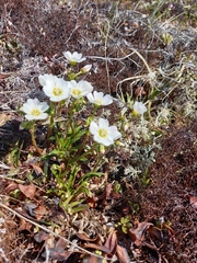 Claytonia acutifolia