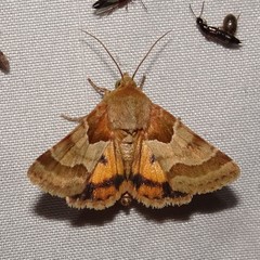 Schinia jaguarina
