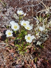 Claytonia acutifolia