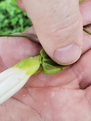 Calystegia sepium limnophila