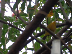 Cardellina pusilla