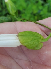 Calystegia sepium limnophila