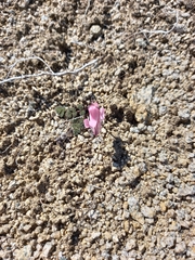 Dicentra peregrina