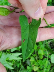 Calystegia sepium limnophila