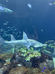 Rhynchobatus australiae