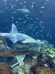 Rhynchobatus australiae