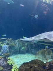 Rhynchobatus australiae