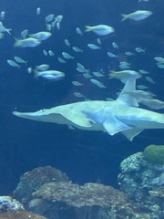 Rhynchobatus australiae