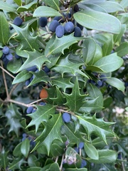 Osmanthus