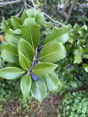 Osmanthus