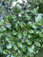 Osmanthus