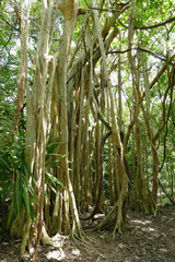 Ficus cotinifolia